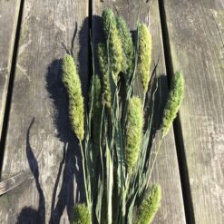 Tørrede blomster i grønne