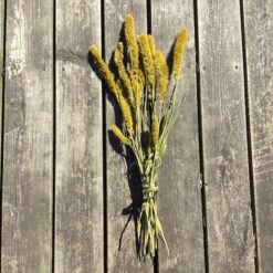 Alternative view of Tørrede dekorative gule blomster