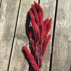 Tørrede blomster i røde