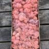 Rosa kasse Islandsk mos