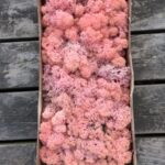 Rosa kasse Islandsk mos