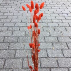 Alternative view of Orange dekorativ tørrede Phalaris