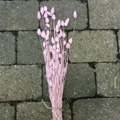 Tørrede blomster i rosa