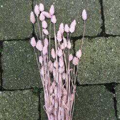 Lyserød tørrede blomster
