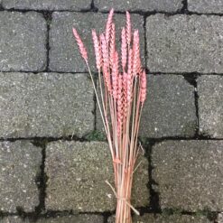 Tørrede rosa hvede buket