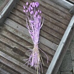 Alternative view of Lys lilla tørrede Phalaris