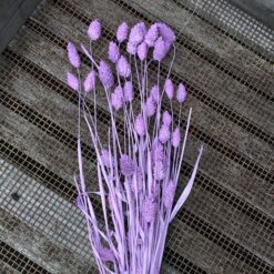 Lys lilla tørrede Phalaris