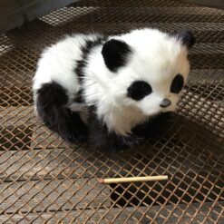 Alternative view of Panda der ligger ned