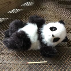 Alternative view of Panda der ligger på ryggen