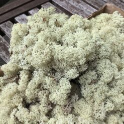 Alternative view of Lys natur præserveret mos 50g