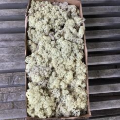 Naturfarvet kasse Islandsk mos