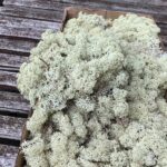 Lys natur præserveret mos 50g