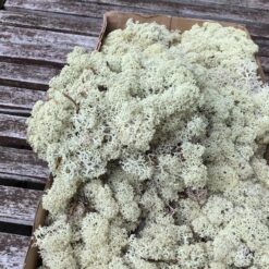 Lys natur præserveret mos 50g