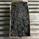 Islandsk mos præserveret – Sort farve