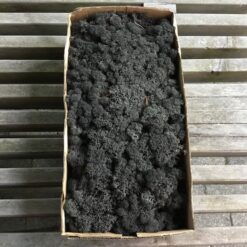 Sort kasse Islandsk mos