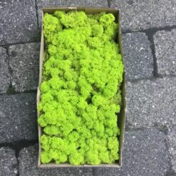 Limegrøn kasse Islandsk mos