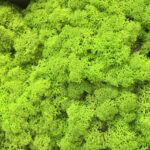 Limegrøn præserveret mos 50g