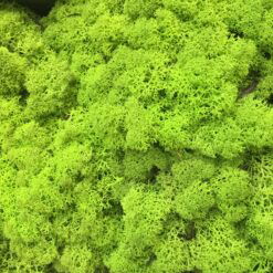 Limegrøn præserveret mos 50g