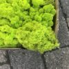 Mos limegrøn farve