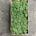 Grøn kasse Islandsk mos