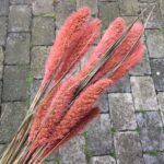 Tørrede blomster i burgundy farve