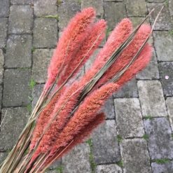 Tørrede blomster i burgundy farve