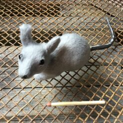 Alternative view of Naturtro grå mus