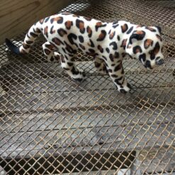 Alternative view of Leopard den største størrelse