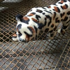 Alternative view of Leopard med mange pletter