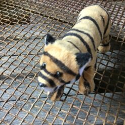 Alternative view of Tiger unge med blød kort pels