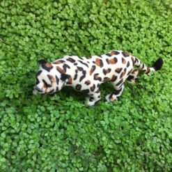 Leopard med mange pletter