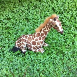 Giraf der ligger ned