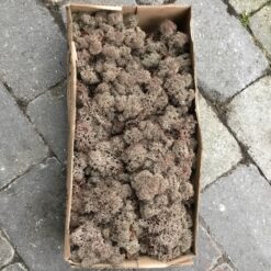 Brun kasse Islandsk mos