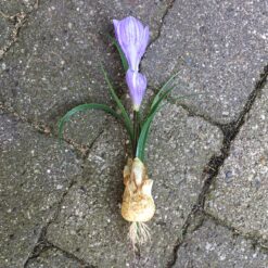 Sart lilla krokus løgplante