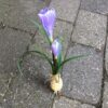 Sart lilla krokus løgplante