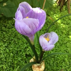 Lys lilla krokus på løg