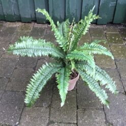 Kunstige Potteplanter