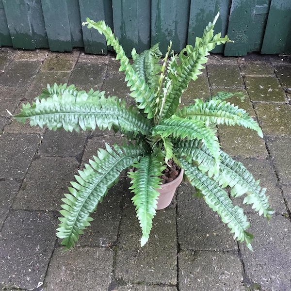 Kunstige Potteplanter