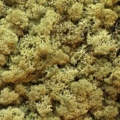 Alternative view of Kasse Islandsk mos oliven farve