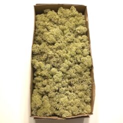 Olivenfarvet kasse Islandsk mos