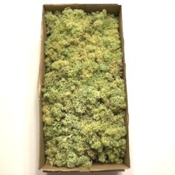 Lysegrøn kasse Islandsk mos