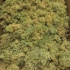 Lysegrøn præserveret mos 50g