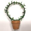 Mini senecio bue i lerpotte
