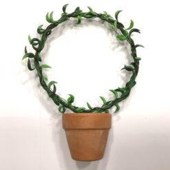 Mini senecio bue i lerpotte