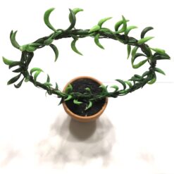 Alternative view of Mini senecio bue i lerpotte