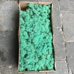 Søgrøn kasse Islandsk mos