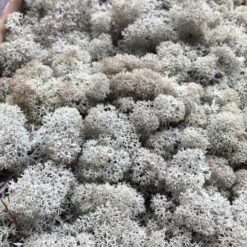 Islandsk mos præserveret – Lysegrå 50g