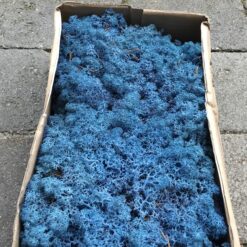 Alternative view of Royal blå præserveret mos 50g