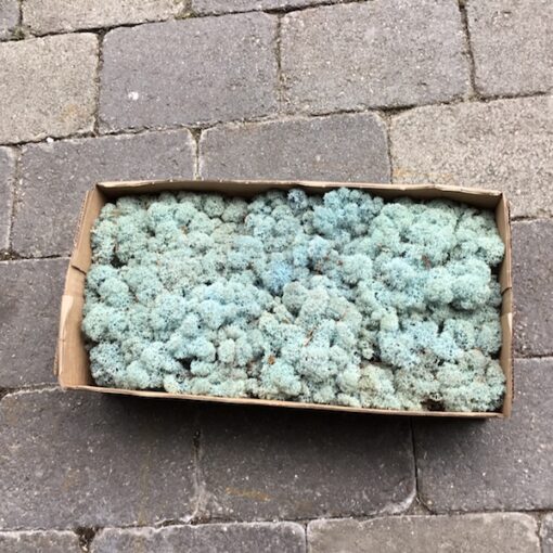 Lyseblå præserveret mos 50g - Billede 2