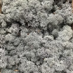 Mørkegrå præserveret mos 50g